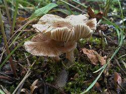 Inocybe rimosa 190714 липа (2).jpg