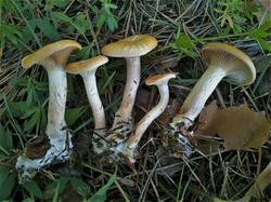 №326 Clitocybe costata 190720 сосна (4).jpg