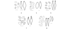 8-Inocybe-sudgenus-Inocibium-from-Kharkiv-forest-steppe-4-Inocybe-geophylla-var (1).png