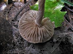 №225 Inocybe 190802 ель осина ива (5).JPG