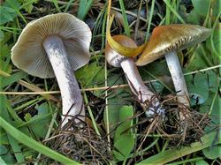 №453 Inocybe sindonia 190810 лиственница (5).jpg