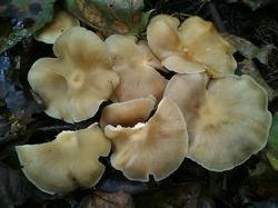 №661 Leucocybe connata 190905 липа клен вяз (3).jpg