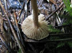 №225 Inocybe 190802 ель осина ива (6).JPG