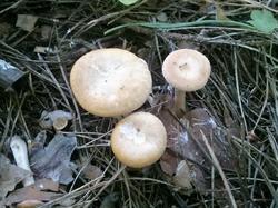 №326 Clitocybe costata 190720 сосна (1).jpg