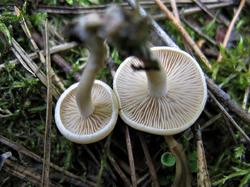 №370 Leucocybe candicans 190725 сосна (4).JPG