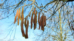 Corylus_colurna_AWP_20200115.JPG