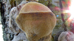 Fomitiporia_hippophaeicola_AWP_201200115.thumb.JPG.7907a49b53a2eada4ecb6235f597e684.JPG