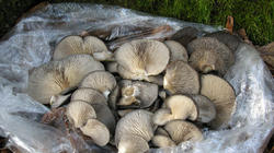 Pleurotus_ostreatus_4_AWP_20100113.thumb.JPG.b0c48622ae5bac1bb764b75dbd558454.JPG