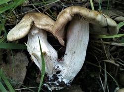 №417  Tricholoma 190731 липа береза (3).jpg