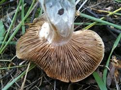 №417  Tricholoma 190731 липа береза (6).jpg