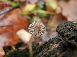 №179 Mycena 181106 дуб (5).JPG