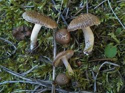 Inocybe cincinnata 190808 ель (5).jpg