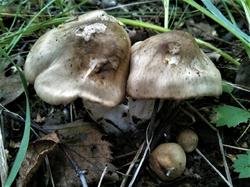 №417  Tricholoma 190731 липа береза (2).jpg