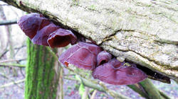 Auricularia_auricula-judae_3_AWP_20200214.thumb.JPG.d89ebe566a8dd6805f72900a0e44748b.JPG