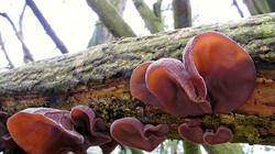 Auricularia_auricula-judae_AWP_20200214.thumb.JPG.c9d7206317014dfb59e414a37004bc40.JPG