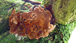 Phellinus_ferruginosus_sp_2_AWP_2020_02_21.thumb.JPG.400b12e393b9bcaa790cca8912b373c7.JPG