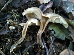 №349 Calocybe hebelomoides 190816 ель (6).jpg