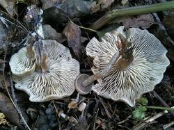 №349 Calocybe hebelomoides 190816 ель (5).jpg