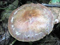 №355 Cortinarius lucorum 190723 осина (3).JPG