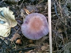 №599 Cortinarius  190827 осина вяз (3).jpg