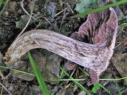 №348 Cortinarius lucorum cerratissimus 190723 осина липа клен (10).JPG