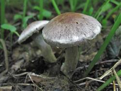 №348 Cortinarius lucorum cerratissimus 190723 осина липа клен (1).JPG