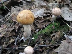 №374 Cortinarius balaustinus 190718 береза (6).JPG