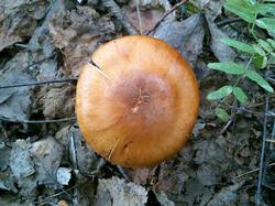 №374 Cortinarius balaustinus 190718 береза (1).jpg