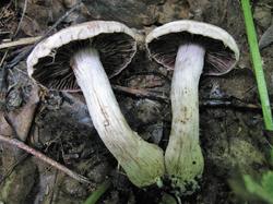 №348 Cortinarius lucorum cerratissimus 190723 осина липа клен (6).JPG