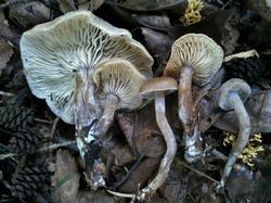 №349 Calocybe hebelomoides 190816 ель (4).jpg