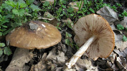 606858651_Pluteus_cervinus__2020_03_20.thumb.jpg.9e8668c11500000718ccc82e5545067d.jpg