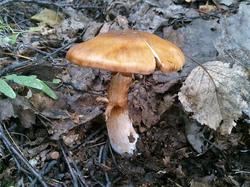 №374 Cortinarius balaustinus 190718 береза (2).jpg