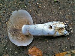 Cortinarius balteatocumatilis 190819 береза липа (3).jpg