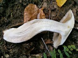 Cortinarius balteatocumatilis 190819 береза липа (4).jpg