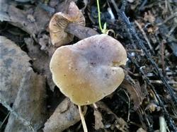 №349 Calocybe hebelomoides 190816 ель (3).jpg