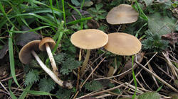 Mycena_sp_AWP_2020_03.thumb.JPG.7ba77ee1867f6883864ad9e4d0312112.JPG