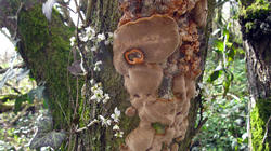 Phellinus_pomaceus_Prunus_spinosa_AWP_AWP_20200313.thumb.JPG.187c8b6b4a1f035e95e0964f96409c70.JPG