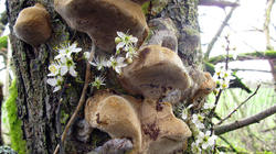 Phellinus_pomaceus_Prunus_spinosa_AWP_AWP_2020_0313.thumb.JPG.56750a09c4df77a4eb7eba1f63bde583.JPG