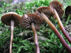 №299 Marasmius cohaerens 190802 ель (4).JPG