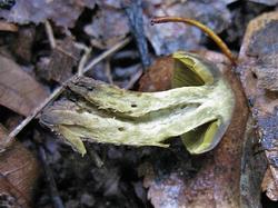 №347 Cortinarius olivaceofuscus 190828 липа осина (5).JPG