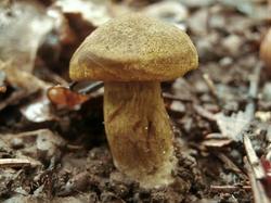 №347 Cortinarius olivaceofuscus 190828 липа осина (1).JPG