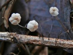 №289 Marasmius limosus 191025 крапива (3).JPG