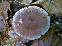 №381 Cortinarius hemitrichus 190829 береза (2).jpg