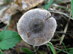 №381 Cortinarius hemitrichus 190829 береза (5).JPG