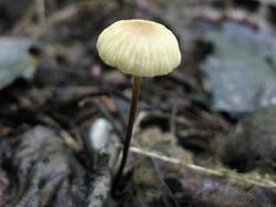 №339 Rhizomarasmius undatus 190723 осина (1).JPG