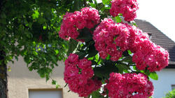 2073954360_Crataegus_laevigata_Pauls_Scarlet_AWP_20200422.thumb.JPG.757c33641d40e42bdd2530434cf88049.JPG