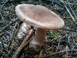 №353 Cortinarius 190808 ель (6).jpg