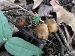 №299 Marasmius cohaerens 190802 ель (2).JPG