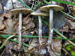 №381 Cortinarius hemitrichus 190829 береза (6).JPG