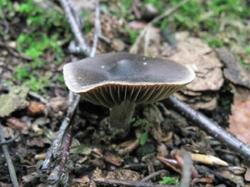 №319 Cortinarius 190718 осина (2).JPG